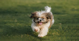 Outdoor Pets: A Season-by-Season Garden Comfort Guide